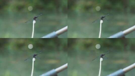 蜻蜓在飞行高清在线视频素材下载