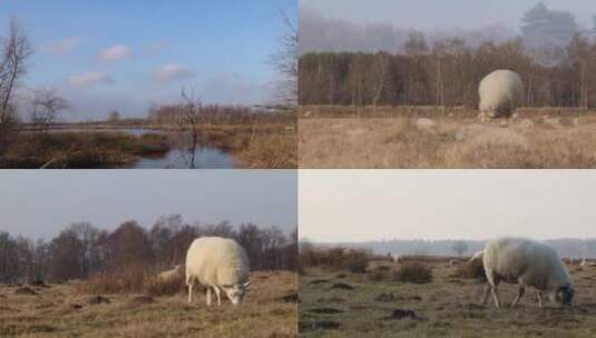 小羊在草地吃草高清在线视频素材下载