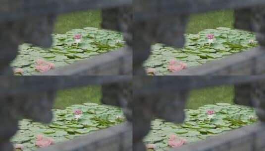 池塘荷叶莲花高清在线视频素材下载