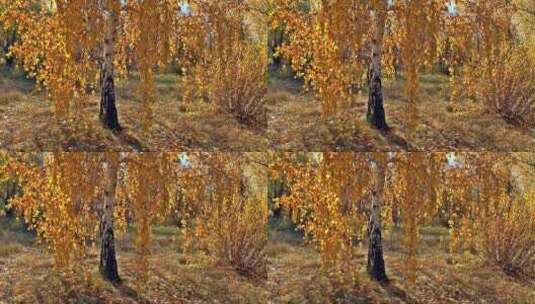秋天微风下摇曳的金黄色的树木高清在线视频素材下载