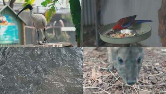 澳大利亚 动物园 袋鼠 动物 蛇 鸟高清在线视频素材下载