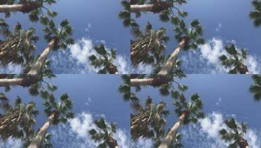 仰拍椰子树高清在线视频素材下载