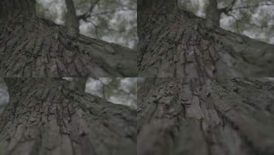 树木纹理向下运镜高清在线视频素材下载