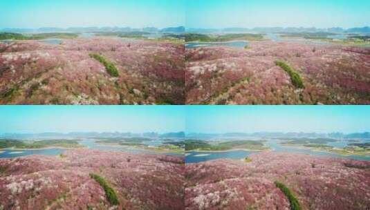 唯美航拍俯瞰贵州平坝樱花园生态环境风景.高清在线视频素材下载