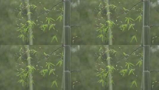 竹叶雨水 水墨画高清在线视频素材下载