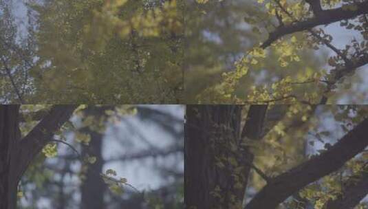 秋季 金黄色的银杏树叶  组镜高清在线视频素材下载