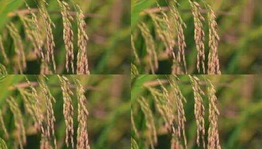 水稻稻田高清在线视频素材下载