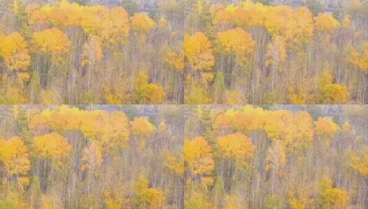 深秋 金黄色树林 如画景色 俯拍 4k高清在线视频素材下载