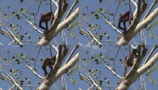 蜘蛛猴喝水通过从树洞中舀水高清在线视频素材下载