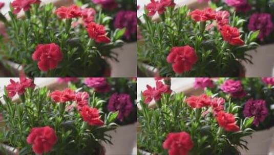 在窗台上的花盆里盛开红色和粉色的康乃馨高清在线视频素材下载