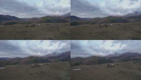 航拍雪山下的牧场高清在线视频素材下载