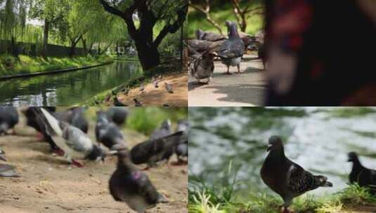 公园里的鸽子高清在线视频素材下载