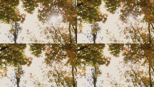 逆光下秋天金黄色树叶透出光芒高清在线视频素材下载