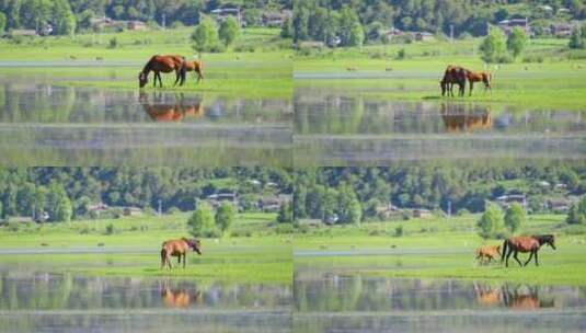 湖边草地上的马妈妈和小马高清在线视频素材下载