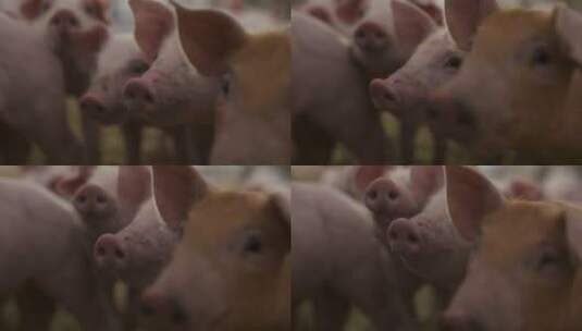 农场里的小猪宝宝高清在线视频素材下载