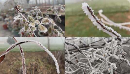 植物上的霜视频合集高清在线视频素材下载