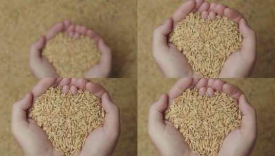 优质的小麦丰收高清在线视频素材下载