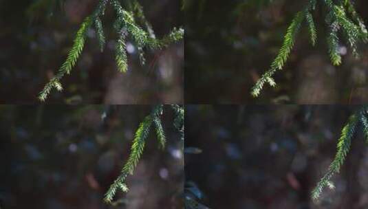 【6K】光影斑驳中的杉木树树叶高清在线视频素材下载