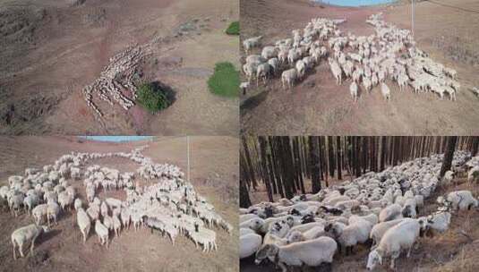 秦岭山羊放养山羊山羊高清在线视频素材下载