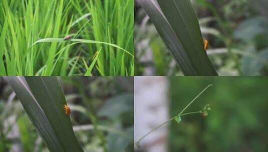 昆虫在草丛中爬行觅食特写高清在线视频素材下载