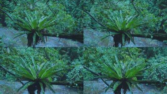 森林雨水下雨雨滴热带雨林高清在线视频素材下载
