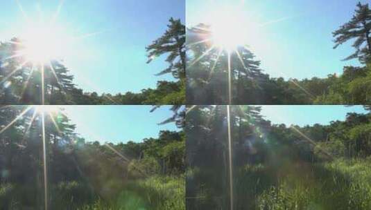林间小景 日出 太阳 树木 花草 昆虫高清在线视频素材下载