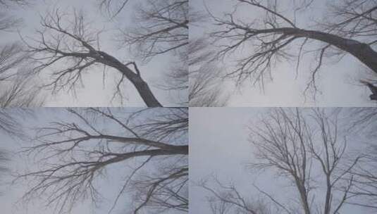 秋冬季伸向天空的枝桠运动镜头4k50帧灰片高清在线视频素材下载
