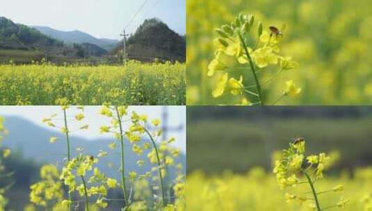 油菜花实拍高清在线视频素材下载