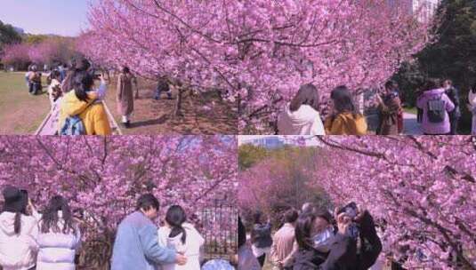 武汉大学樱花校园游客拍照高清在线视频素材下载