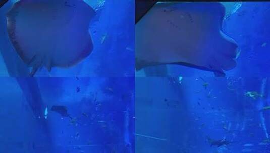 海洋馆里的海底隧道上方近距离游过的刺鳐高清在线视频素材下载