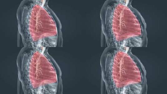 人体呼吸系统肺部肺气肿三维动画演示高清在线视频素材下载