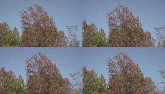 蓝色天空与栗树树木高清在线视频素材下载