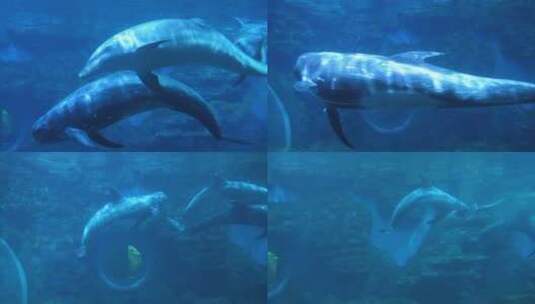 花鲸和海豚在水下游动玩耍鲸豚兽灰海豚高清在线视频素材下载