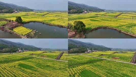 油菜花农村航拍高清在线视频素材下载