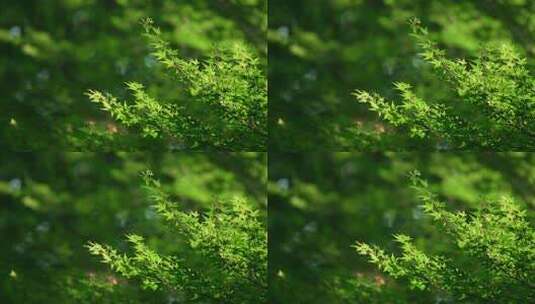 阳光下的绿色枫树叶高清在线视频素材下载