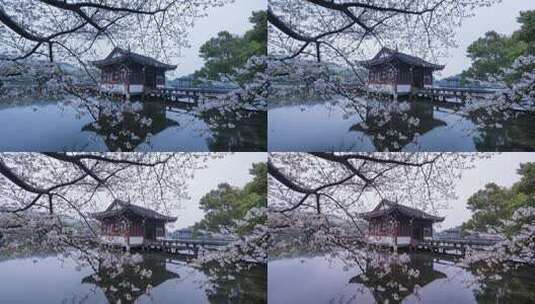 杭州西湖曲院风荷樱花延时高清在线视频素材下载