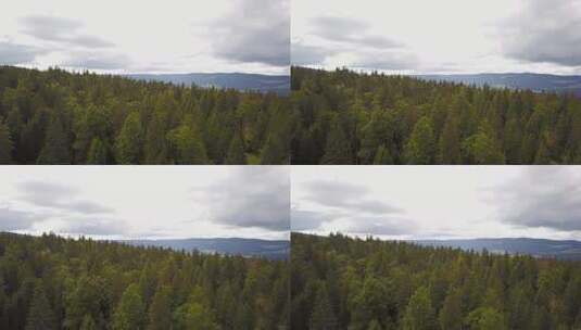 冷杉树顶的景色高清在线视频素材下载