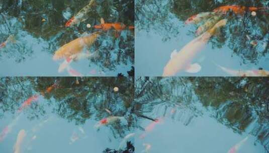 锦鲤鱼锦鲤在池塘里游泳宠物之爱慢动作高清在线视频素材下载