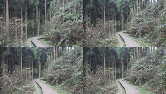 彭州中坝森林公园高清在线视频素材下载