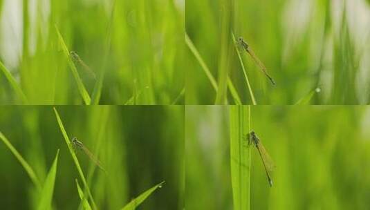 清晨绿草上漂亮的蜻蜓   4k50p高清在线视频素材下载