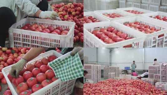 实拍合集菜农包装西红柿 西红柿装箱高清在线视频素材下载