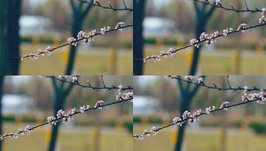 春天一枝桃花盛开诗意国风特写高清在线视频素材下载