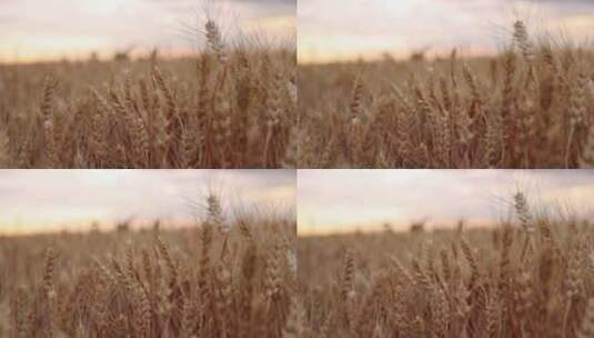 农业 小麦 麦子高清在线视频素材下载
