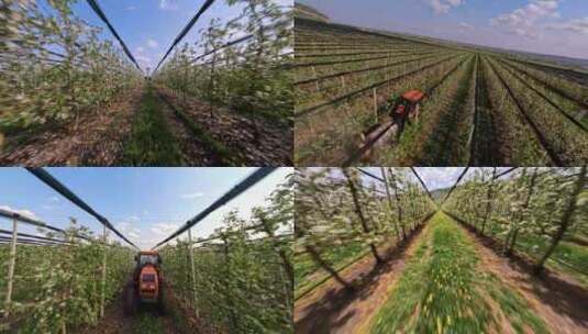 航拍苹果种植基地高清在线视频素材下载