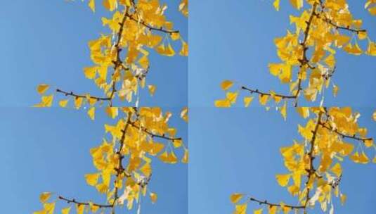 秋天金色银杏叶高清在线视频素材下载
