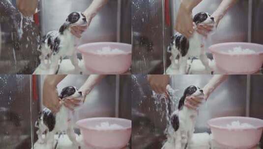 宠物店给小狗洗澡慢动作高清在线视频素材下载