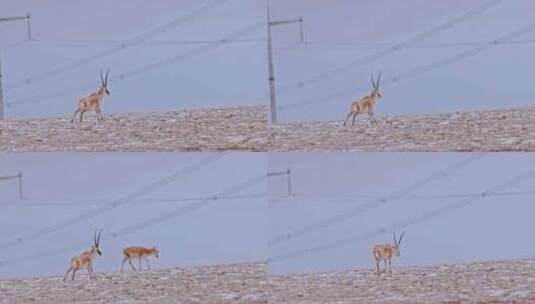 4K高清实拍高原野生动物藏羚羊高清在线视频素材下载