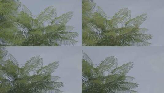 凤凰树木树枝树叶4K slog3实拍素材高清在线视频素材下载