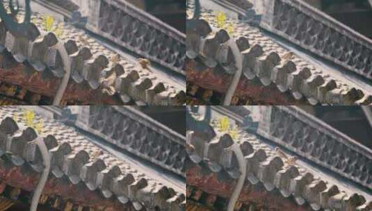 北京胡同里房檐上的麻雀小鸟高清在线视频素材下载