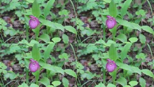 珍稀野生药用植物：大花杓兰高清在线视频素材下载